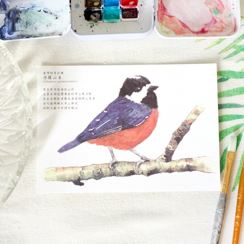 原创水彩画明信片 台湾特有种 赤腹山雀 - 卡片/明信片 - 纸 多色