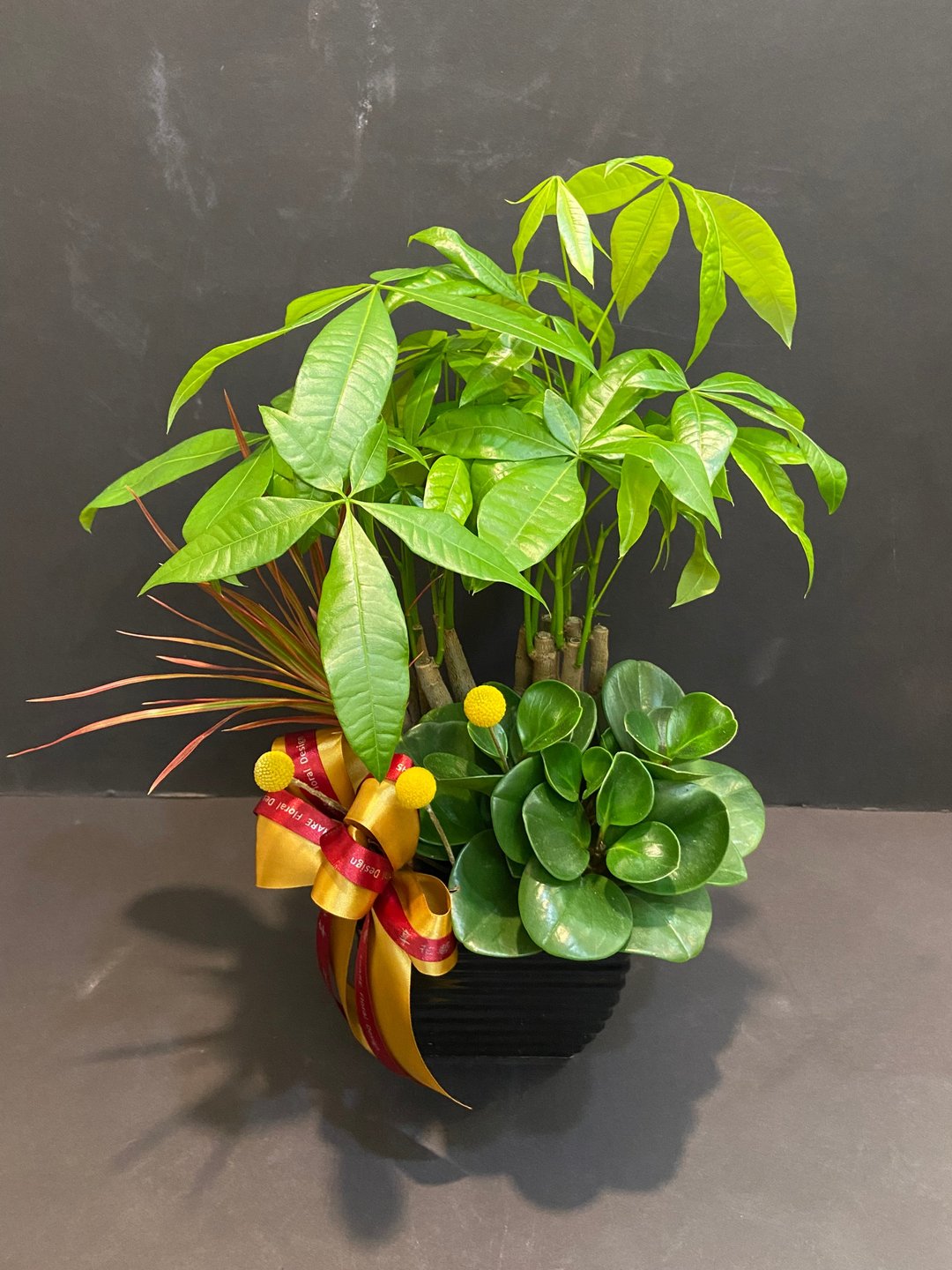 大发吉利绿植盆栽 布置空间或送礼心意皆适宜 - 植栽/盆栽 - 植物．花 