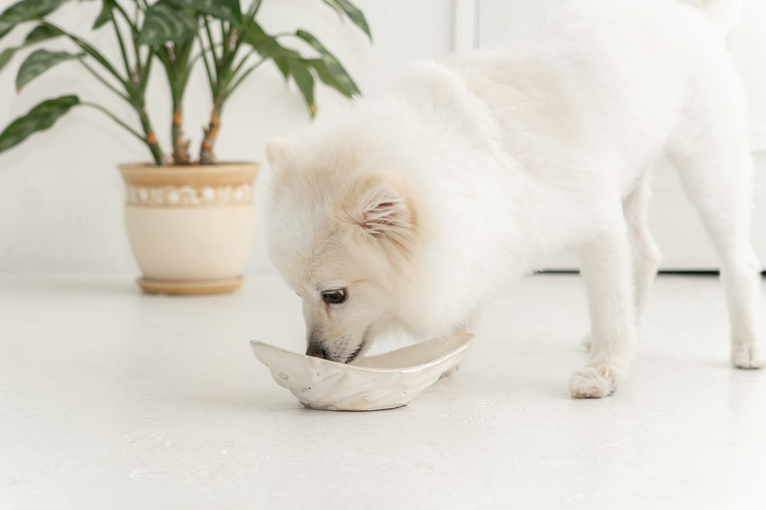 Skirt motif pet bowl, Cat bowl,Dog bowl,Puppies bowl,Food bowl - 碗/碗架 - 陶 白色