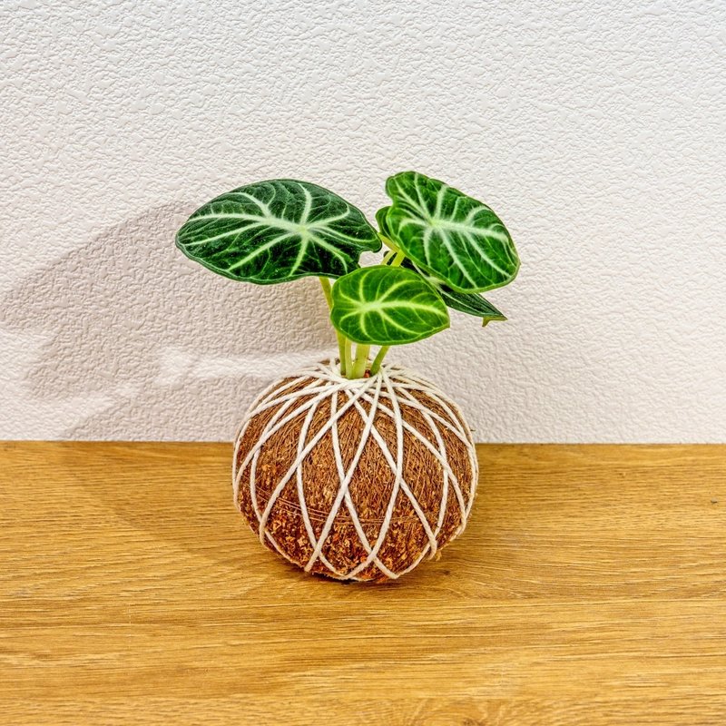 苔球植物 忍者观音莲苔球 苔玉 礼物 送礼 桌上盆栽 - 植栽/盆栽 - 植物．花 绿色