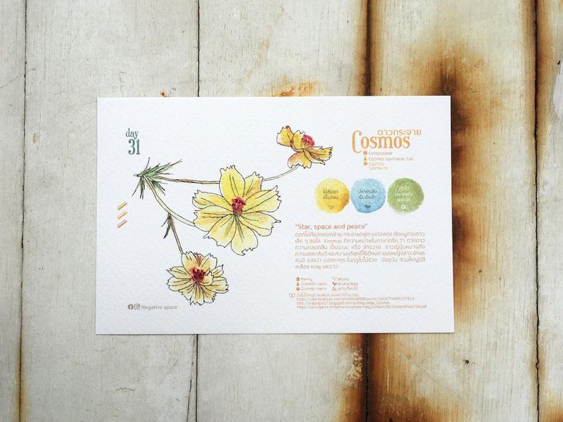 当地花卉明信片 - 第 31 天波斯菊 - 卡片/明信片 - 纸 