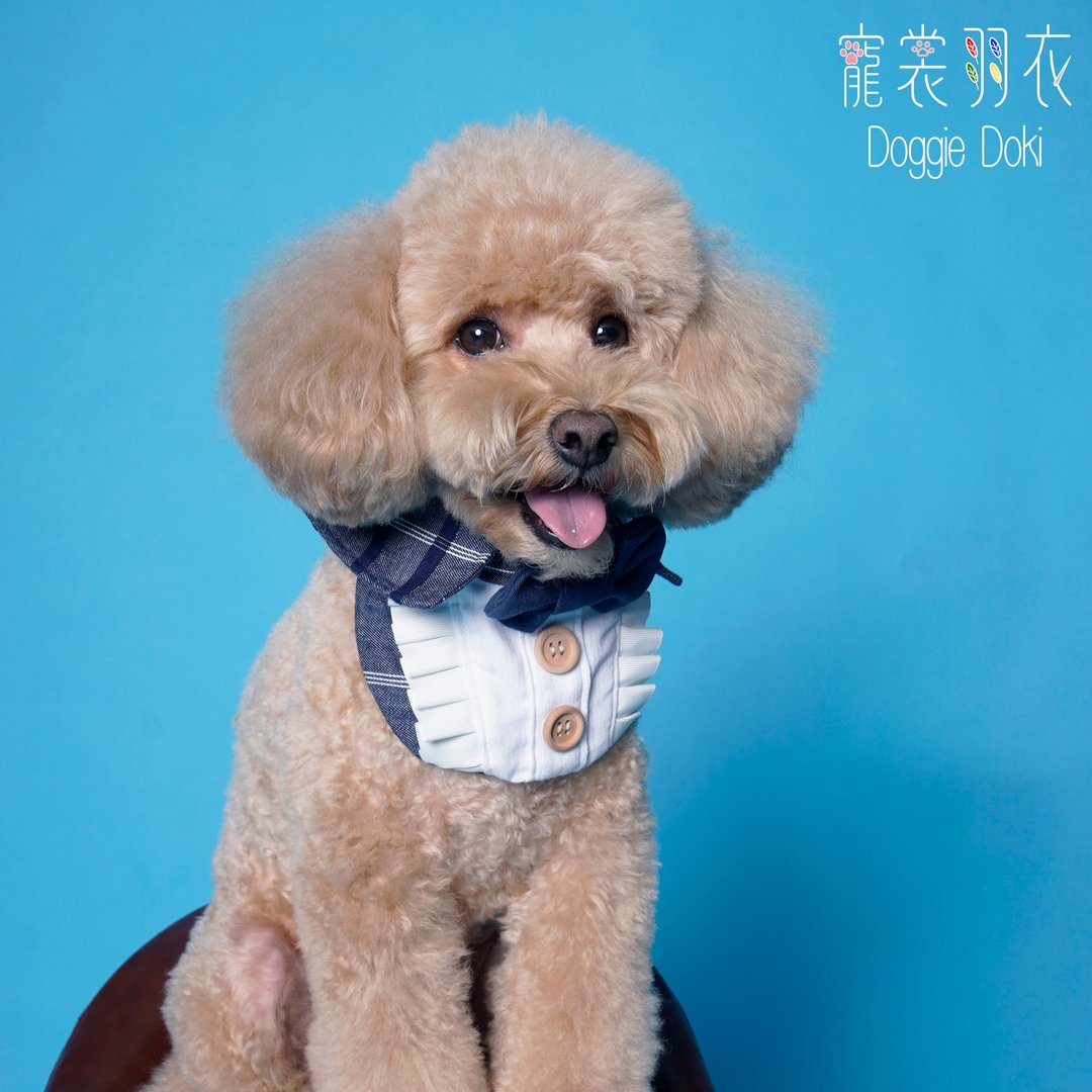 宠裳羽衣 Doggie Doki - 埃德里克系列围巾 - 衣/帽 - 棉．麻 紫色