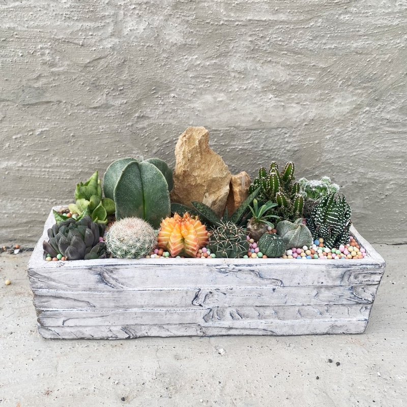 【豆豆多肉】【仿木纹石水泥开幕志庆送礼盆】乔迁│送礼│升迁│ - 植栽/盆栽 - 植物．花 