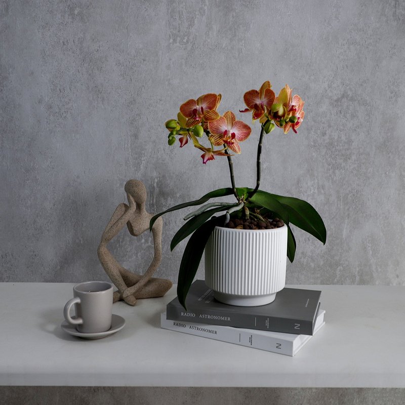 【兰花盆栽】微光 蝴蝶兰盆栽 开幕送礼 升迁 母亲节礼物 - 植栽/盆栽 - 植物．花 红色