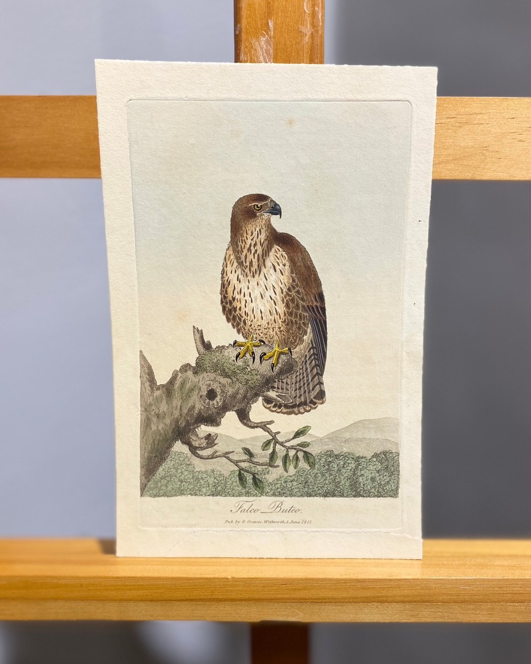 1811年George Graves英国鸟类学-欧亚鵟-蚀刻版画手绘上色Etching - 海报/装饰画/版画 - 纸 咖啡色