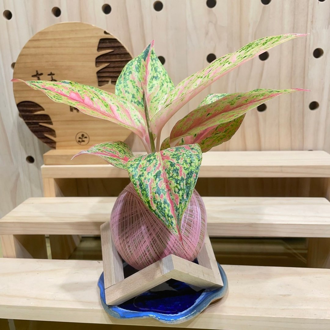 粉红粗肋草 观叶植物 室内植物 水苔球 - 植栽/盆栽 - 植物．花 