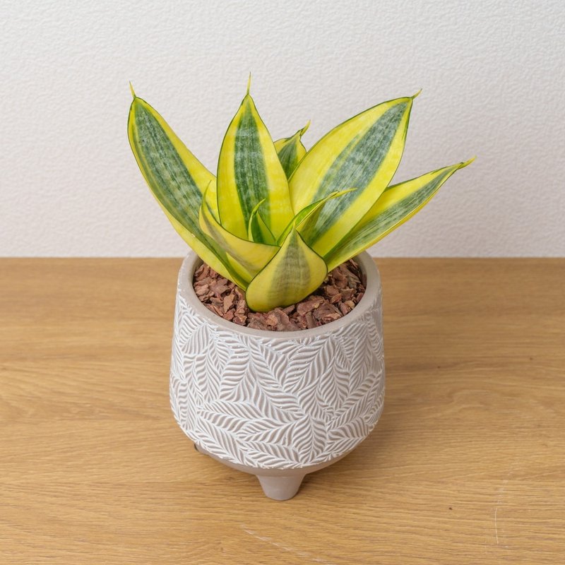 黄金哈尼虎尾兰  小树叶纹 水泥盆栽 桌上盆栽 开幕送礼 乔迁礼物 - 植栽/盆栽 - 植物．花 