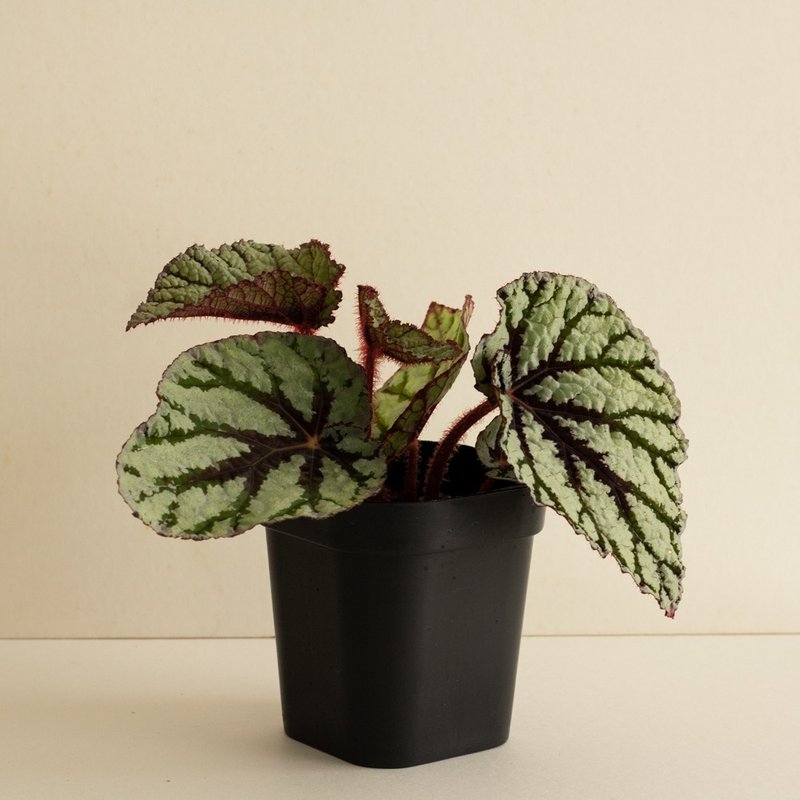 仙子秋海棠 - 植栽/盆栽 - 植物．花 