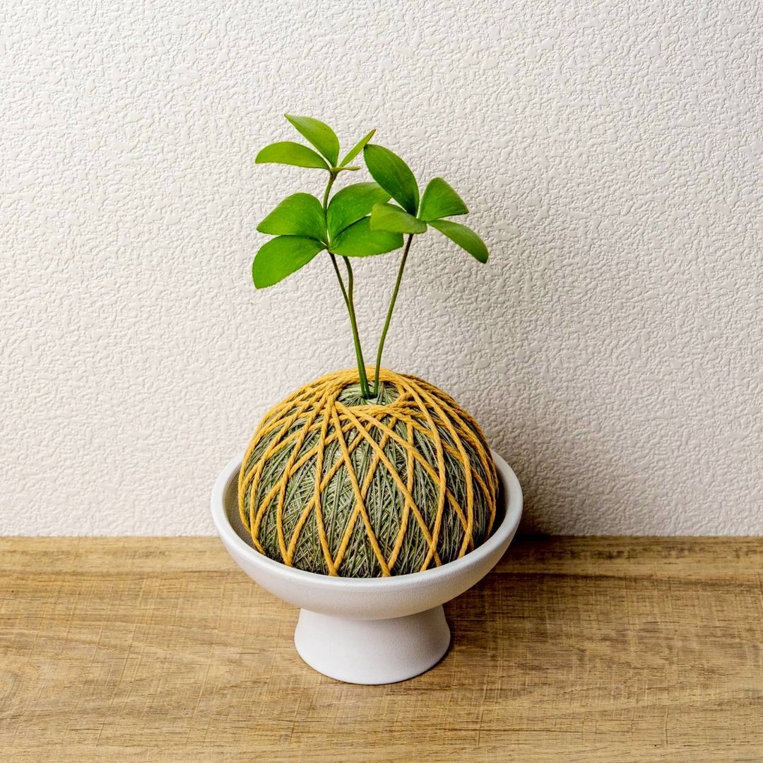 苔球植物 墨西哥铁树墨绿苔球加磨砂高脚钵 苔球 苔玉 礼物 送礼 - 植栽/盆栽 - 植物．花 绿色