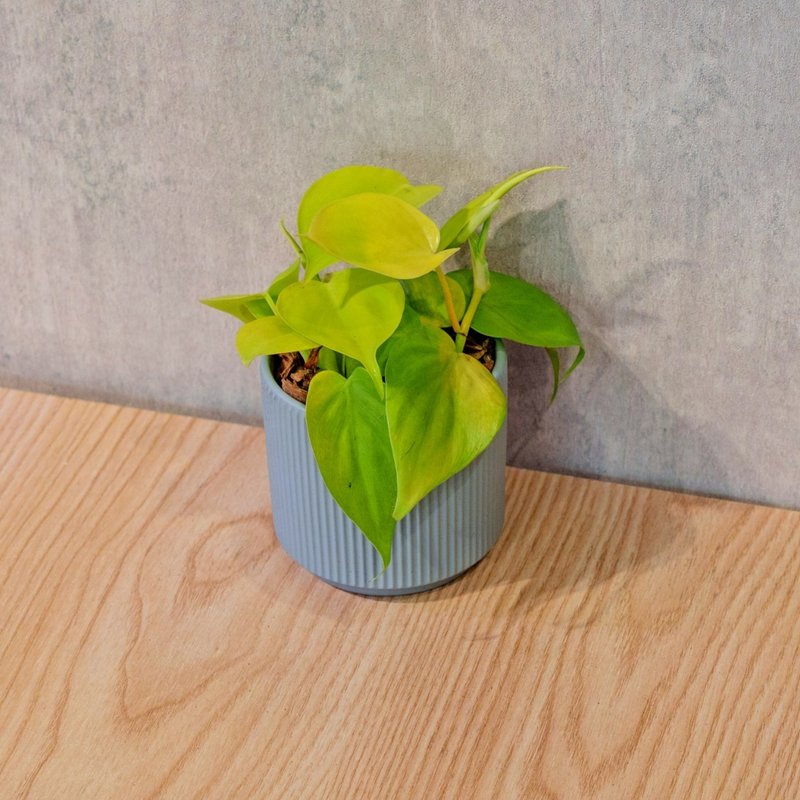 黄金心叶蔓绿绒 莫兰迪色系直纹陶盆 室内植物 观叶植物 礼物 - 植栽/盆栽 - 植物．花 蓝色