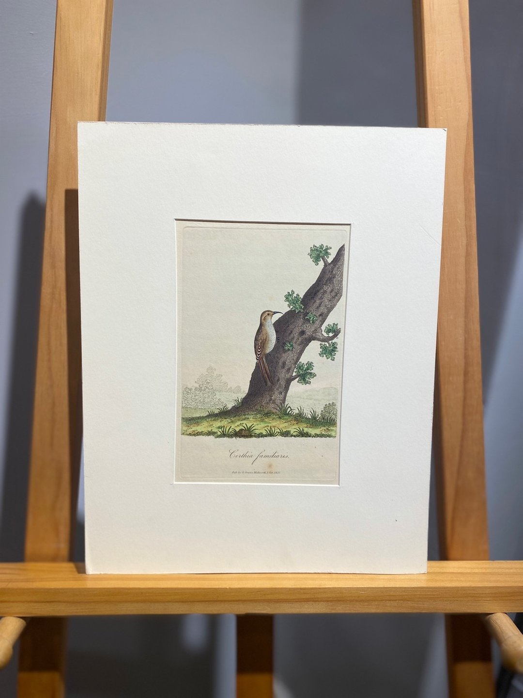 1811年George Graves英国鸟类学-旋木雀-蚀刻版画手绘上色Etching - 海报/装饰画/版画 - 纸 咖啡色