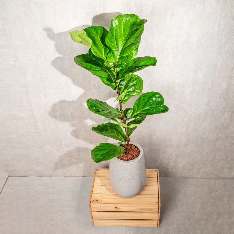琴叶榕水泥盆栽 落地盆栽 室内植物  灰水滴磨石花盆 开幕 送礼 - 植栽/盆栽 - 植物．花 