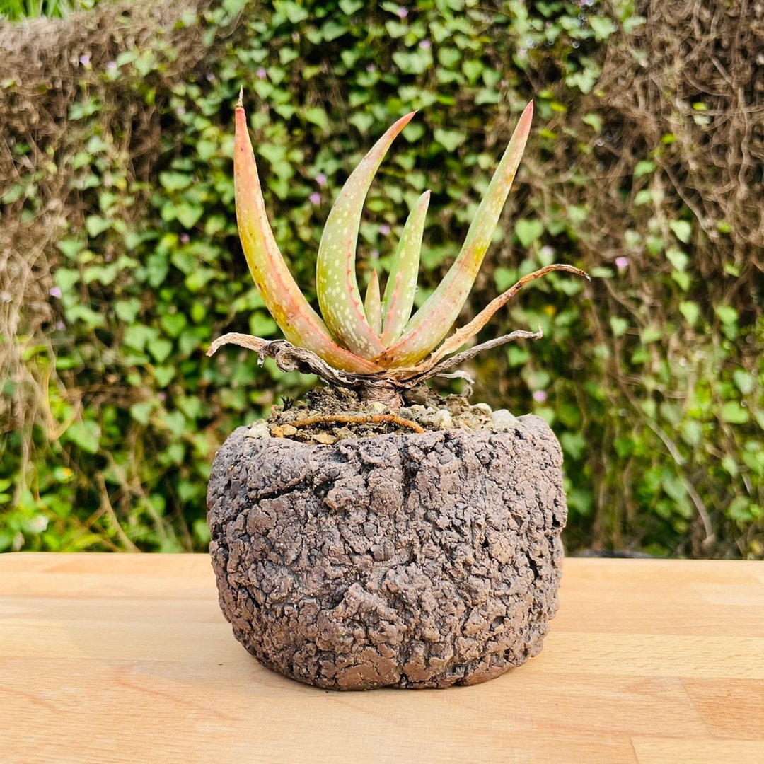 Rainxpluie 知雨若泥 多肉植物•芦荟•Aloe microstigma - 植栽/盆栽 - 植物．花 绿色