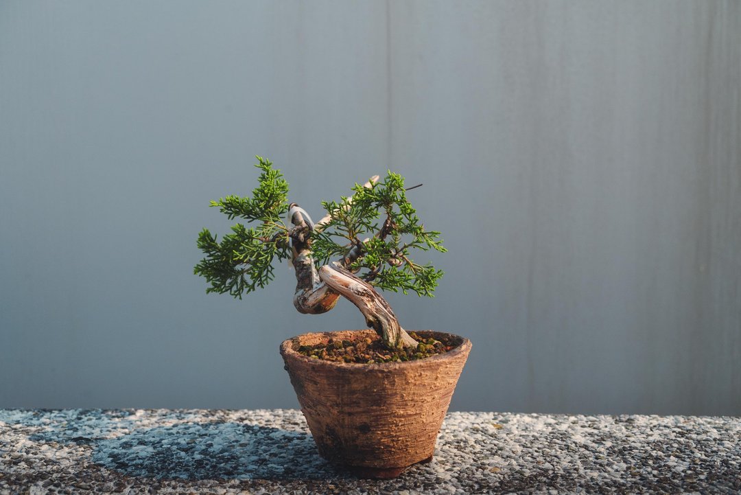 稀有小尺寸双干树型细鱼川真柏迷你盆栽 真柏盆栽 有漂亮舍利 - 植栽/盆栽 - 植物．花 绿色