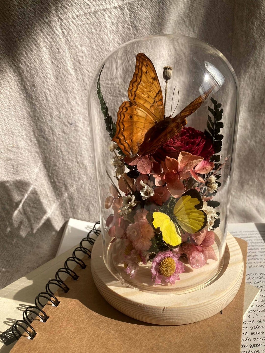 【鲤花】 蝴蝶标本玻璃盅-文彩飞扬/永生花/干燥花/玻璃盅/生态瓶 - 干燥花/捧花 - 植物．花 橘色