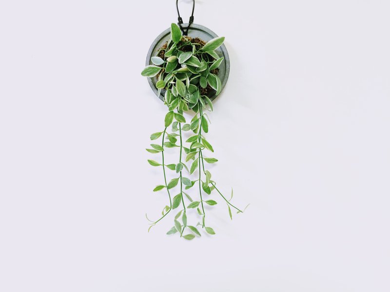 瓜子藤锦│水泥上板植栽│阳台植物│喜光植物│观叶植物│多肉 - 植栽/盆栽 - 植物．花 多色