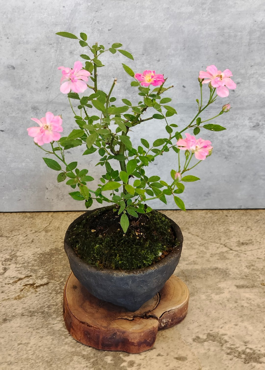 手捏陶盆迷你蔷薇 - 植栽/盆栽 - 植物．花 