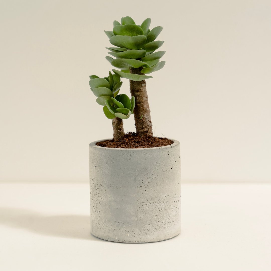 云叶古木│泥作系列│福所栽 - 植栽/盆栽 - 水泥 绿色