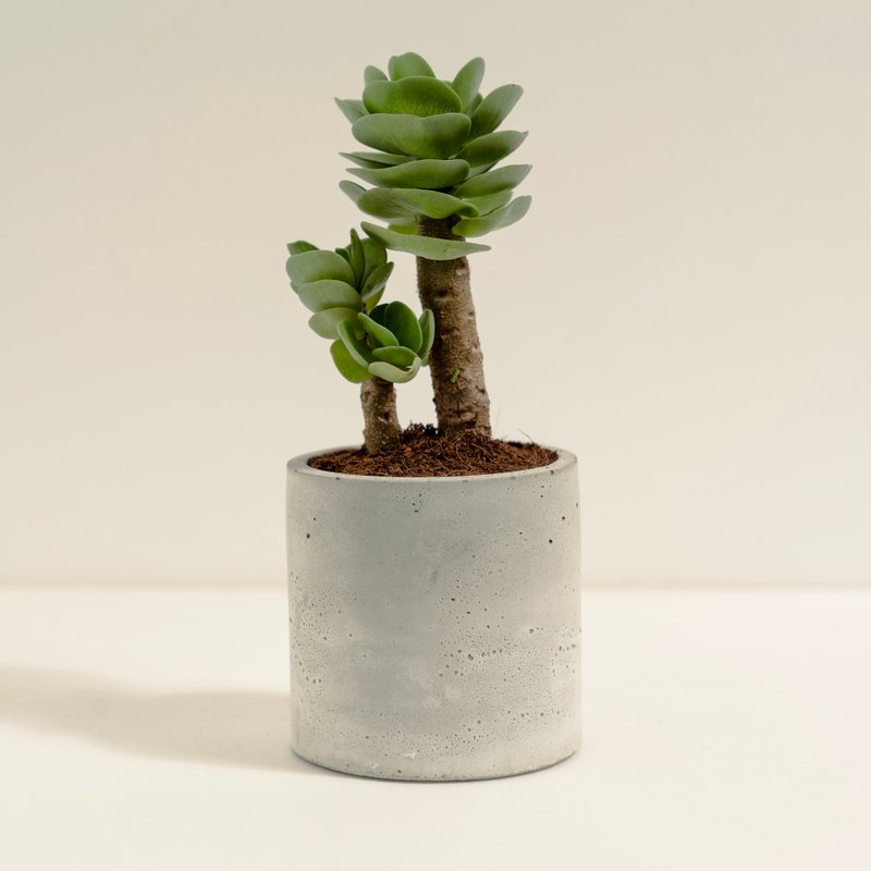 云叶古木│泥作系列│福所栽 - 植栽/盆栽 - 水泥 绿色