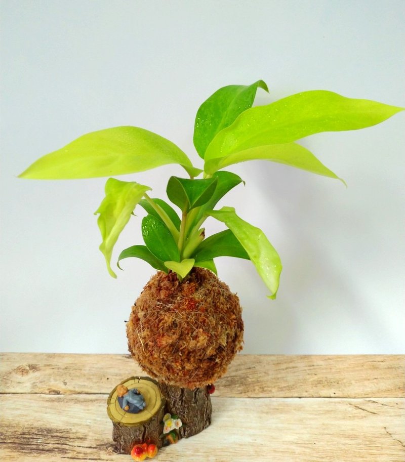 居家幸福苔球 苔玉 智利原色水苔 五行幸运植物 阳光蔓绿绒 - 植栽 - 植物．花 