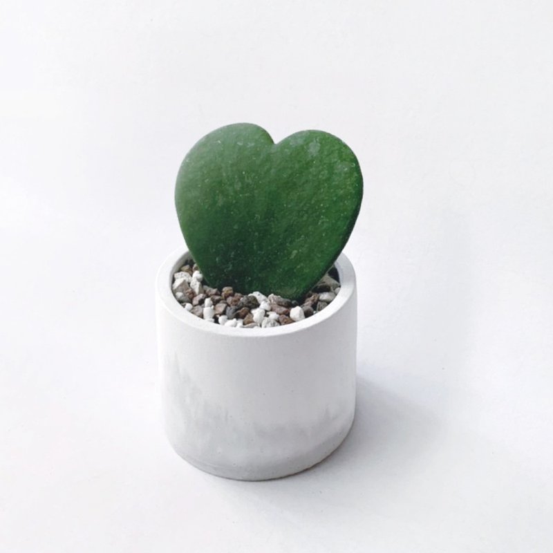 (预购) 情人节礼物精选 心叶球兰 圆形渐层水泥植栽 室内观赏植栽 - 植栽/盆栽 - 植物．花 灰色