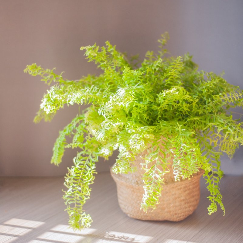 耐阴植栽 | 羽叶鱼尾蕨吊盆 | 藤编篮花器 - 植栽/盆栽 - 植物．花 绿色