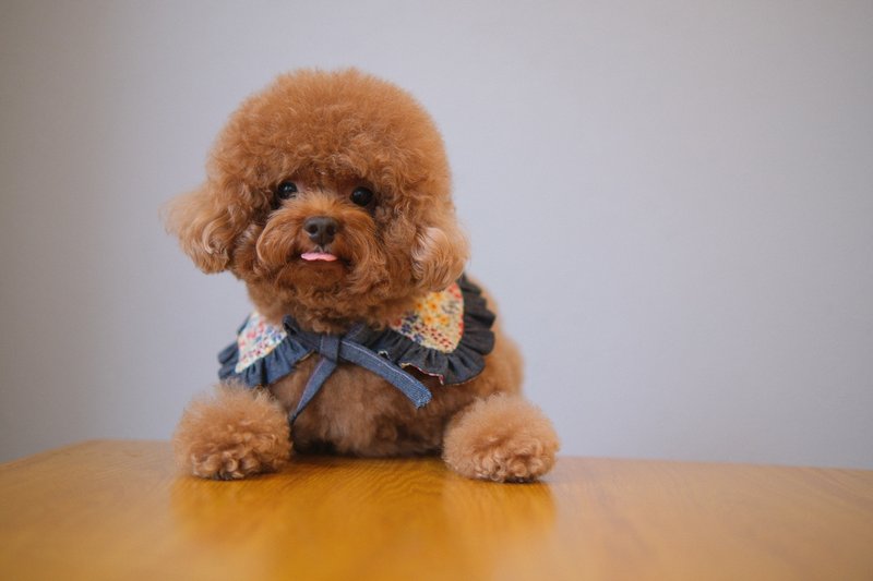 碎花 x 牛仔 斗篷cut - 项圈/牵绳 - 棉．麻 