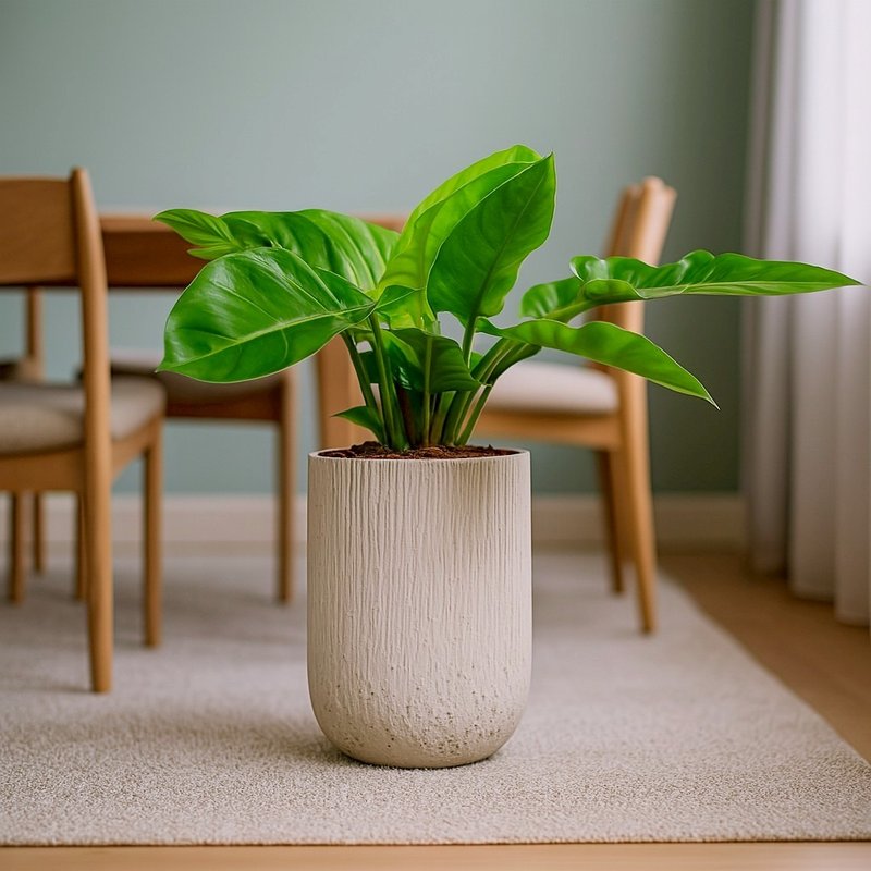 绿帝王 奶白色树纹落地大盆栽 开幕花盆 观叶植物 居家装饰 - 植栽/盆栽 - 植物．花 绿色