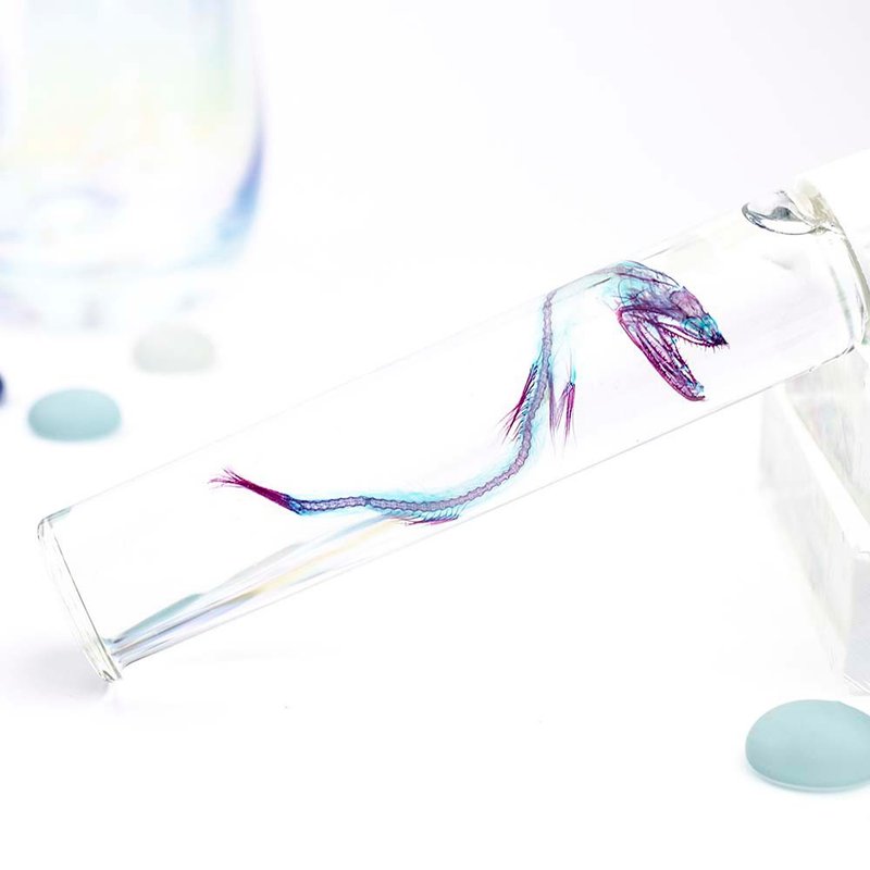 透明标本 那个鱼 小鳍镰齿鱼 鱼类标本 台湾海洋生物 - 摆饰 - 玻璃 多色