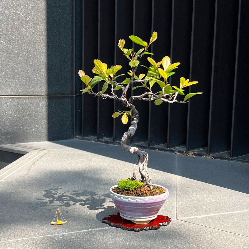 珍贵文人象牙木∣中品盆景 象牙柿 - 植栽/盆栽 - 陶 