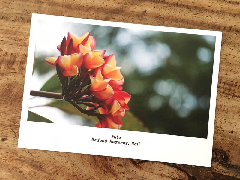 Postcard 明信片- 缅栀子 epoch-cj - 卡片/明信片 - 纸 多色