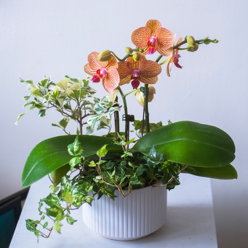 网纹黄金甲兰花盆栽 | 荣升 | 开幕送礼 | 居家布置 - 植栽/盆栽 - 植物．花 橘色