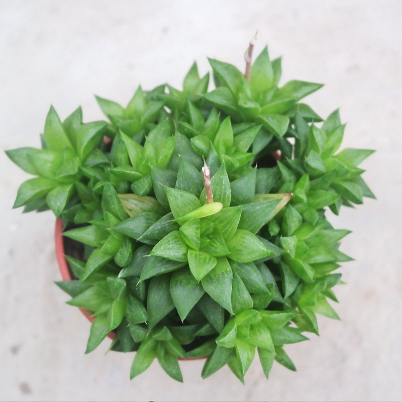 【豆豆多肉】【砂糖】乔迁│送礼│升迁│多肉植物 - 植栽/盆栽 - 植物．花 多色