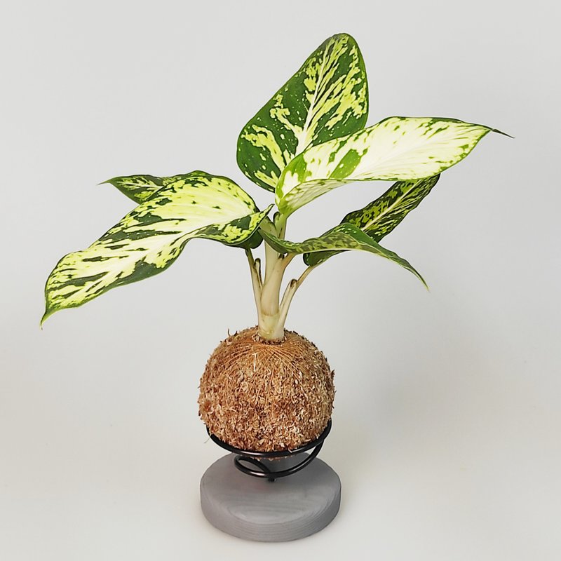 微一设计/粗肋草苔球 +水泥底座 - 植栽/盆栽 - 植物．花 绿色