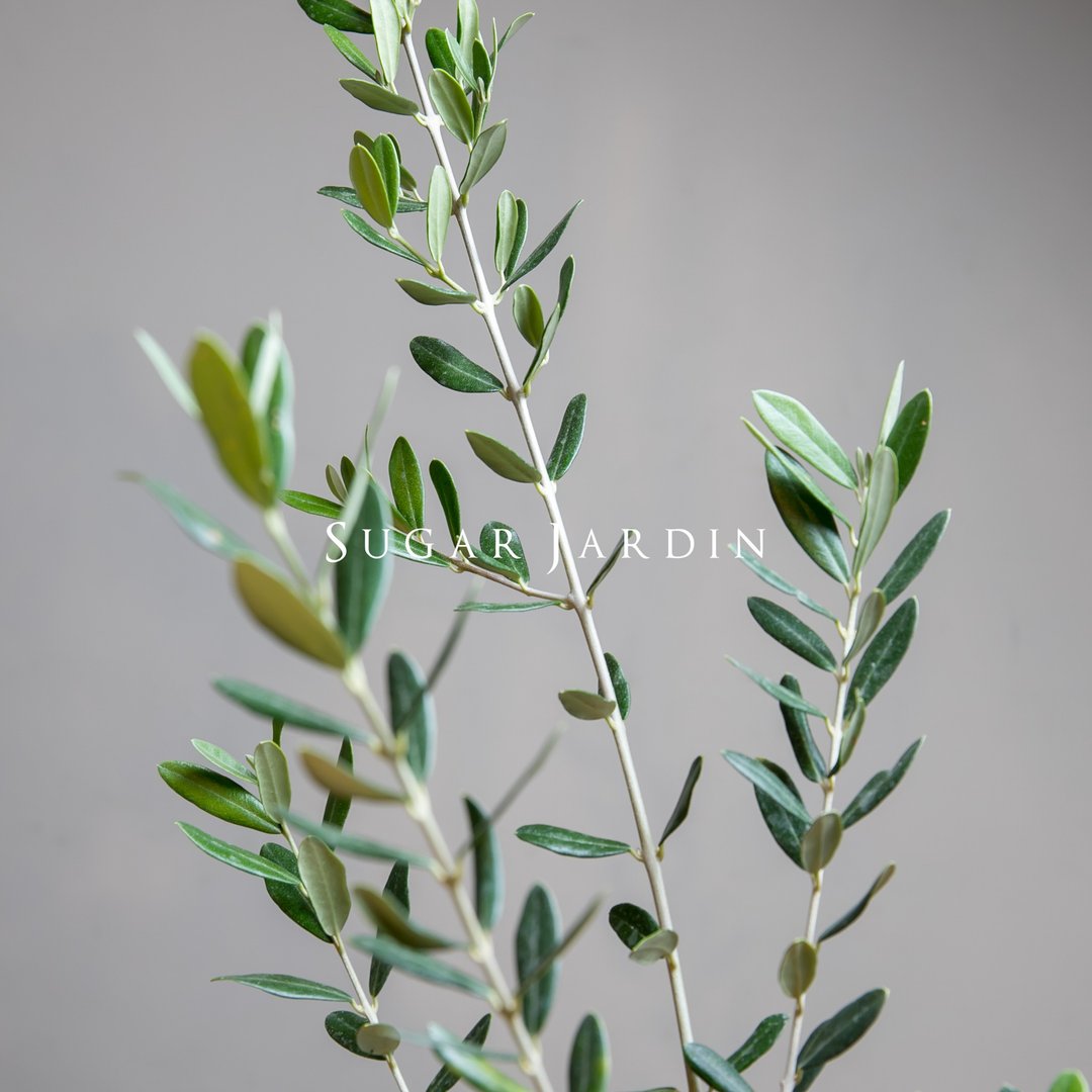 欧洲银叶油橄榄/欧洲香草/盆栽植物/香草植物 - 植栽/盆栽 - 植物．花 