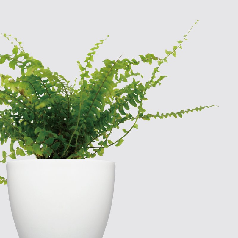 │ 犀力系列 │ 波斯顿蕨 - 肾蕨 水耕盆栽 空气净化 - 植栽/盆栽 - 植物．花 