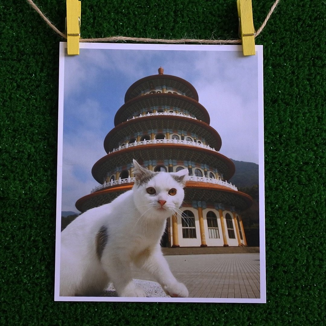 3猫小铺猫咪写真明信片(摄影:猫夫人) – 痴心等待 - 卡片/明信片 - 纸 