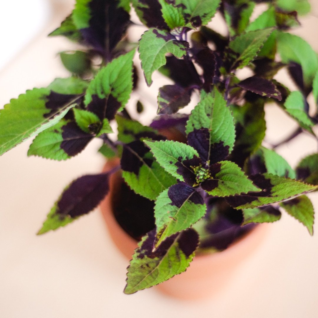 【Chocolate Splash】可可泡沫彩叶草 | 居家 | 办公室盆栽 - 植栽/盆栽 - 植物．花 绿色