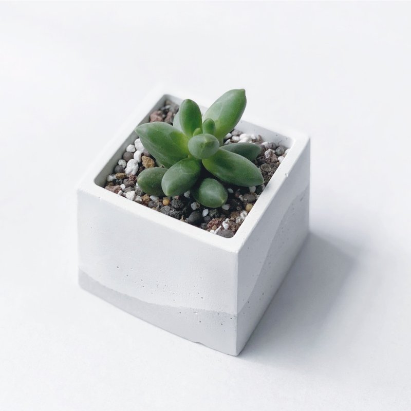 (预购) 白灰渐层系列 | 千代田之松 方形水泥多肉植栽 - 植栽/盆栽 - 植物．花 灰色