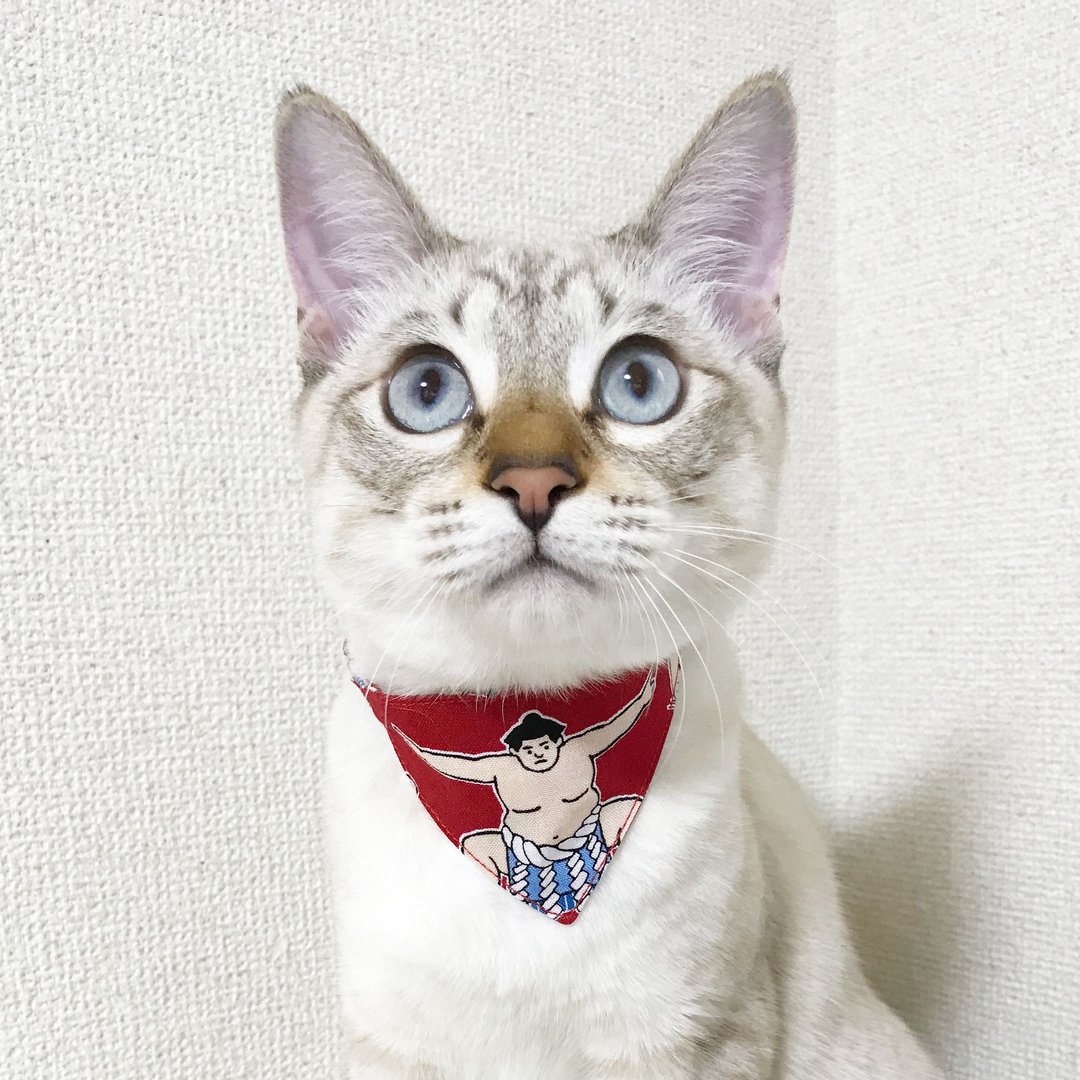 [摔跤手图案] 猫头巾式项圈 安全扣 杂志 NyAERA 精选产品 - 项圈/牵绳 - 棉 红色