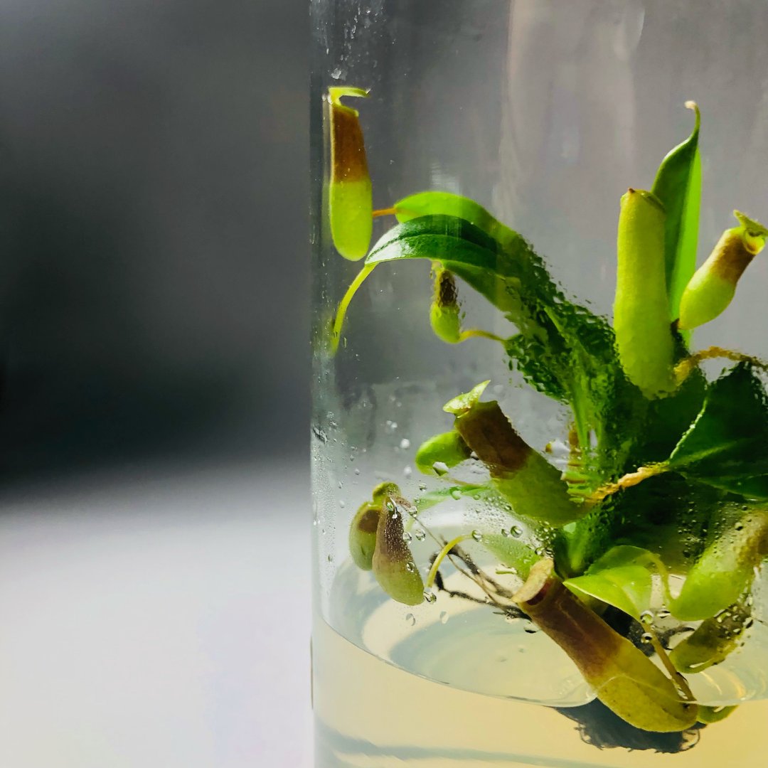 食虫植物【猪笼草】  办公室疗愈植物 有保固好照顾 植物杀手救星 - 植栽/盆栽 - 玻璃 透明