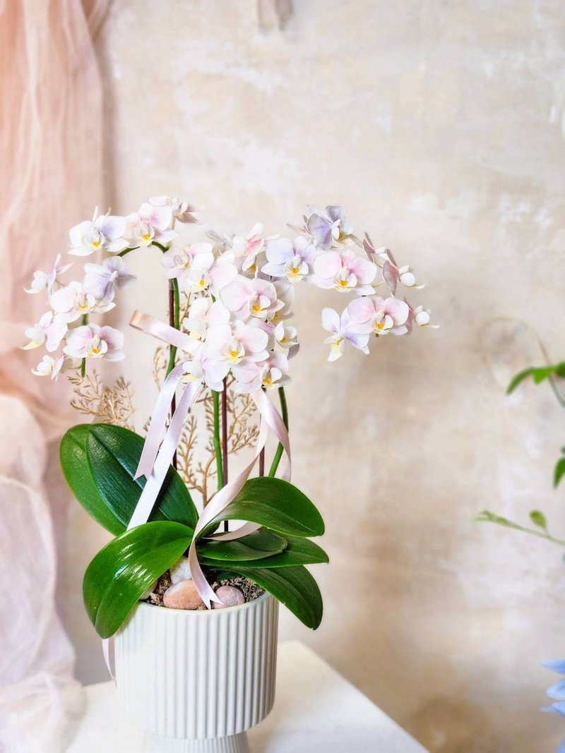 自染迷你蝴蝶兰植栽【限店面自取/双北专送】新年送礼 新居落成 - 植栽/盆栽 - 植物．花 多色