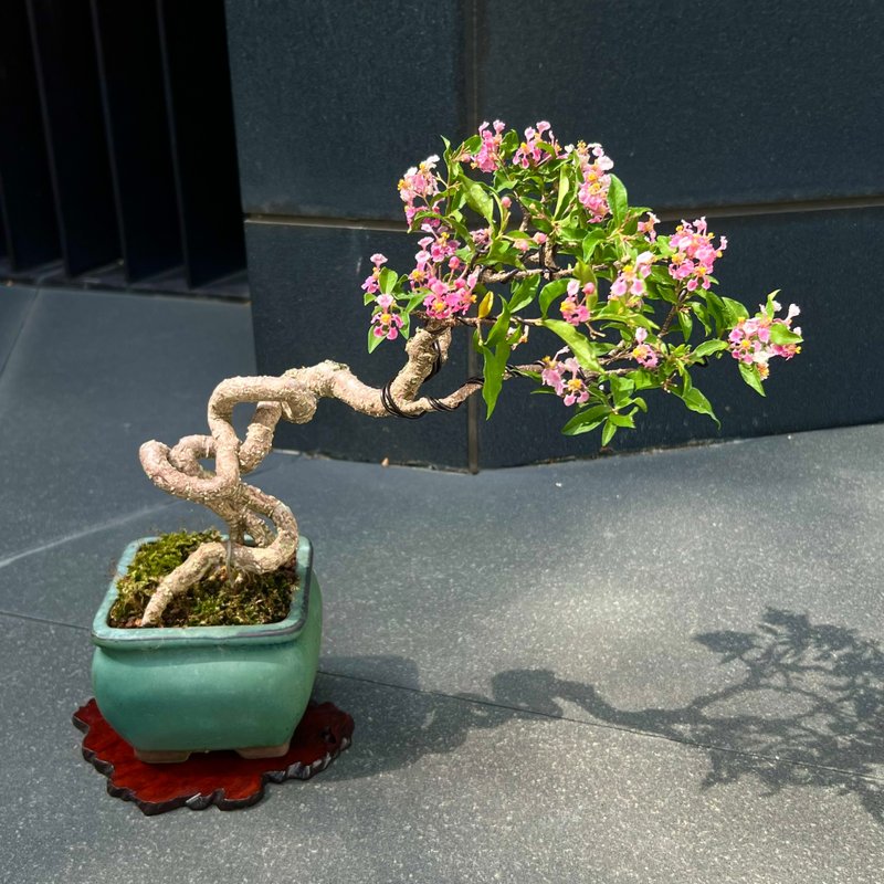 李氏樱桃∣中品展览级盆景 再度来花芽 - 植栽/盆栽 - 陶 