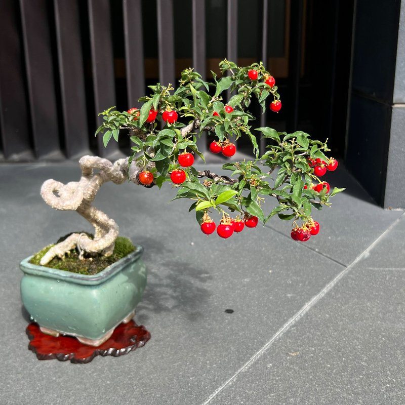 李氏樱桃∣中品展览级盆景 结果中 - 植栽/盆栽 - 陶 