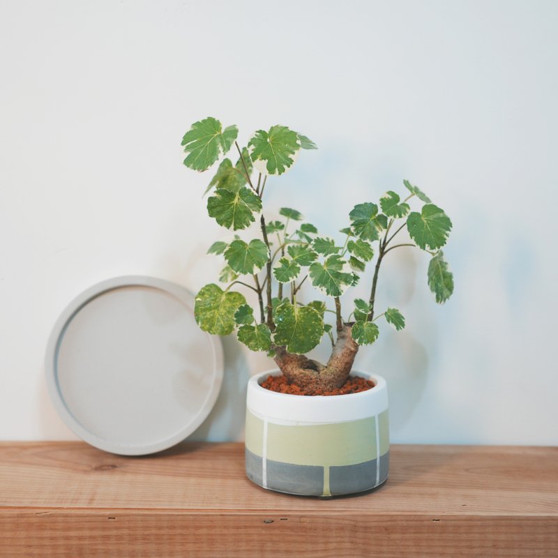 斑叶福禄桐•森林绿 线条圆胖水泥盆栽 - 植栽/盆栽 - 水泥 绿色