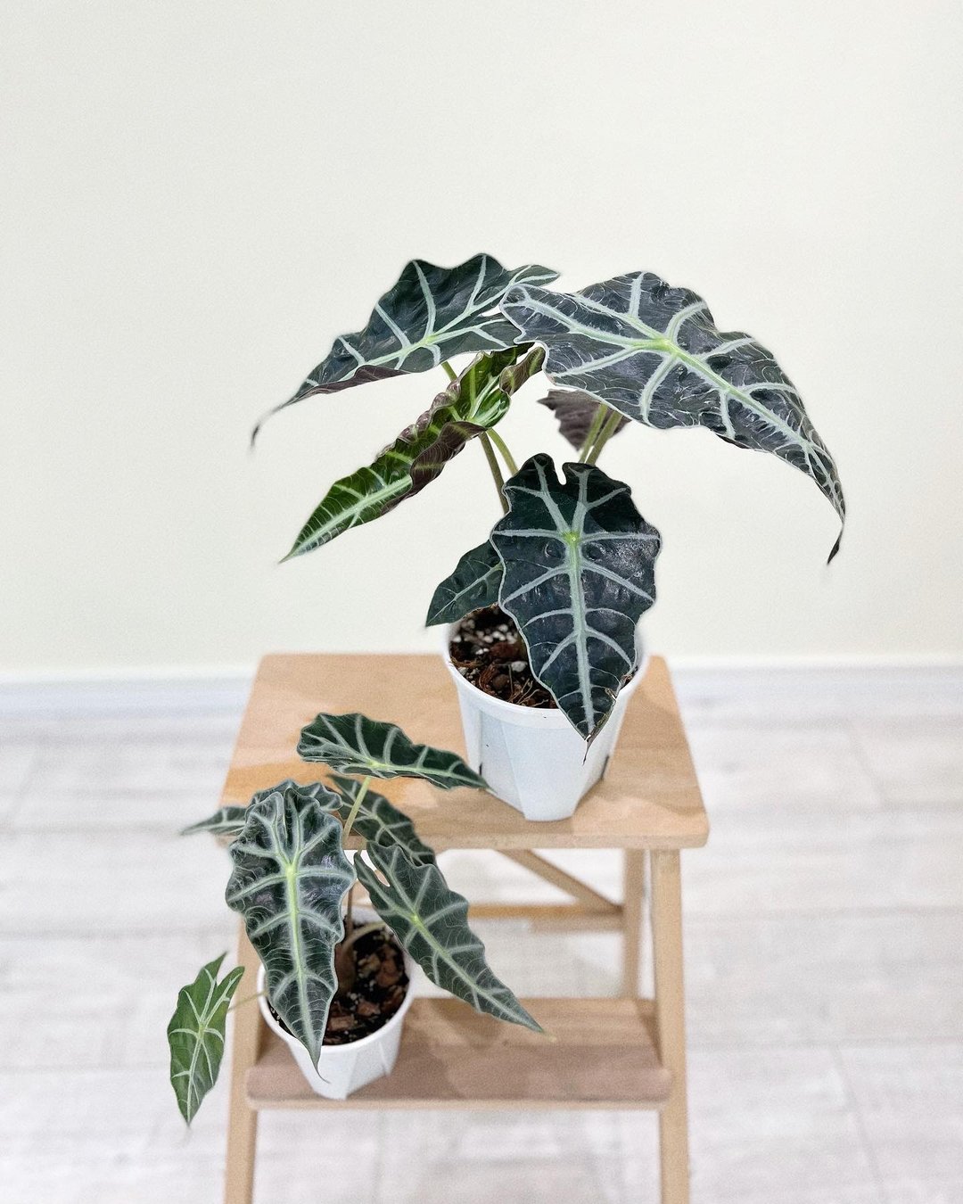 【室内绿植】 Alocasia amazonica 大仙女/ 黑叶观音莲 (L) - 植栽/盆栽 - 植物．花 绿色