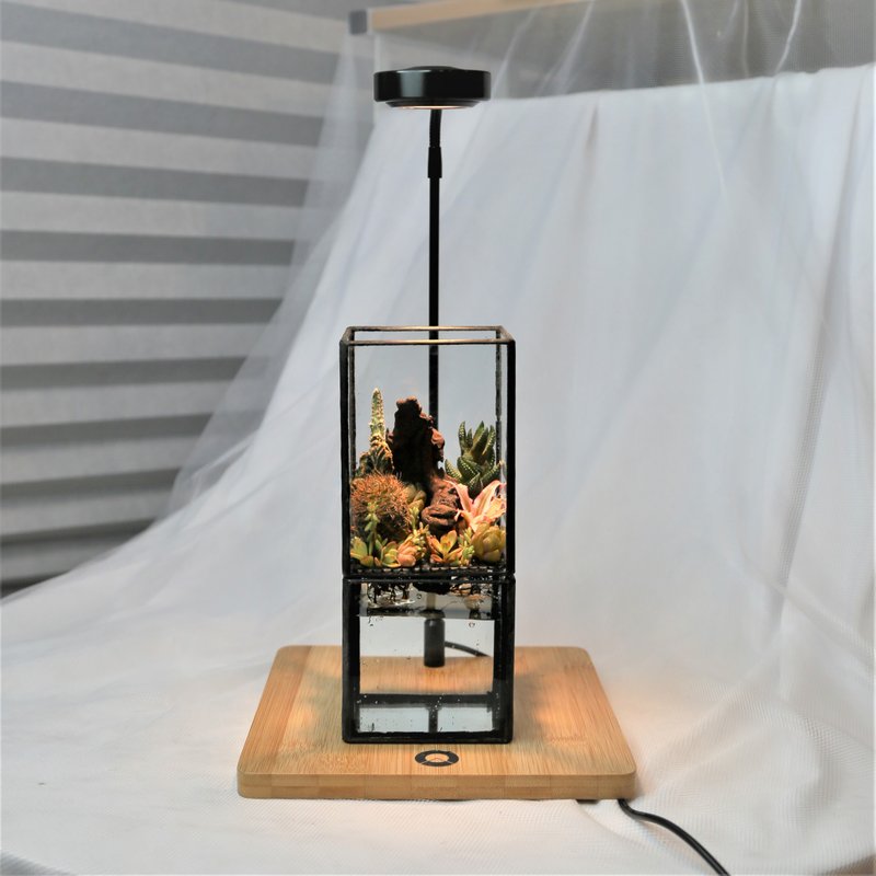 古木雨林 | 水培植物 多肉植物 疗愈盆栽 - 植栽/盆栽 - 植物．花 绿色