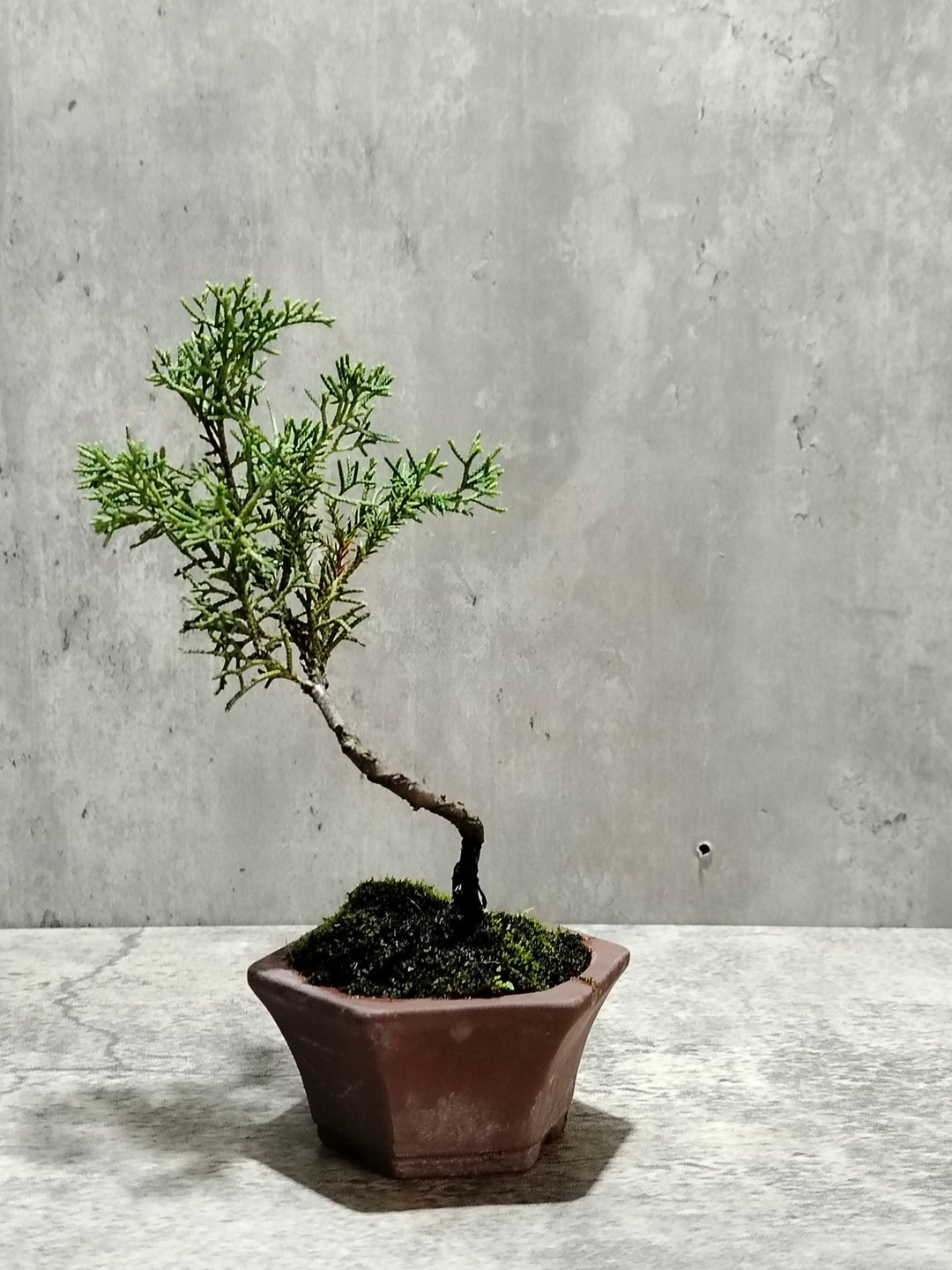 小品盆栽--迷你铁柏   植物 盆栽 - 植栽/盆栽 - 植物．花 