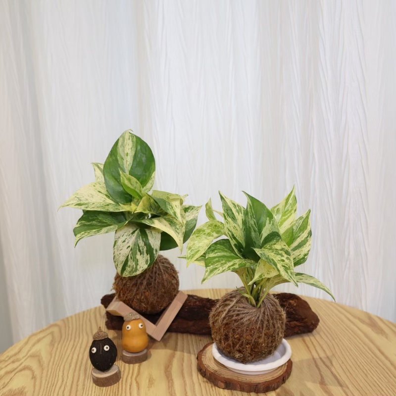 |雪花葛苔球| 赠送塑胶底座 / 植男人绅 手作苔球 - 植栽/盆栽 - 植物．花 绿色