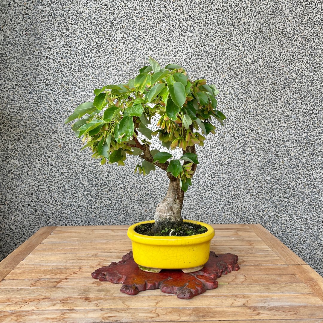 小品盆栽-银枫 盆景 - 植栽/盆栽 - 植物．花 